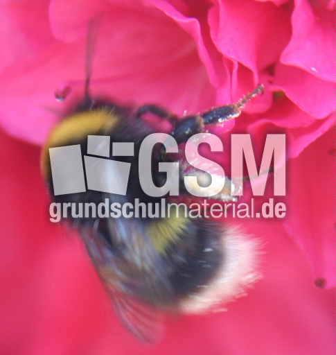 Rhododendron-Hummel.jpg